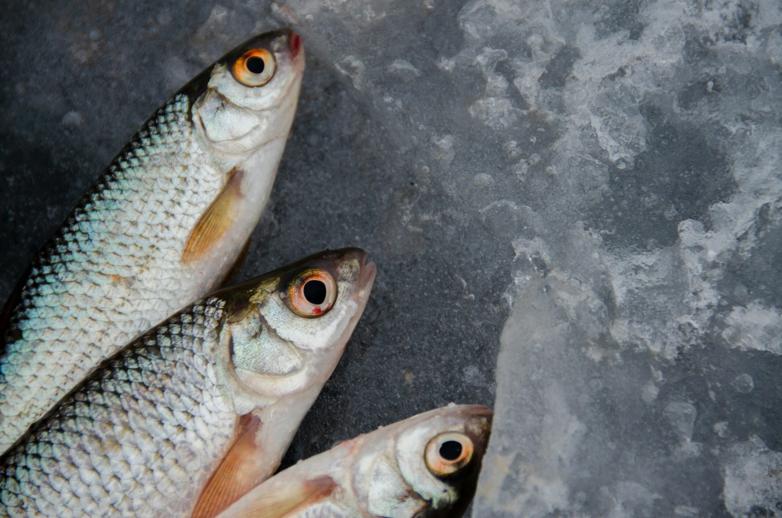 Ocean Harvest