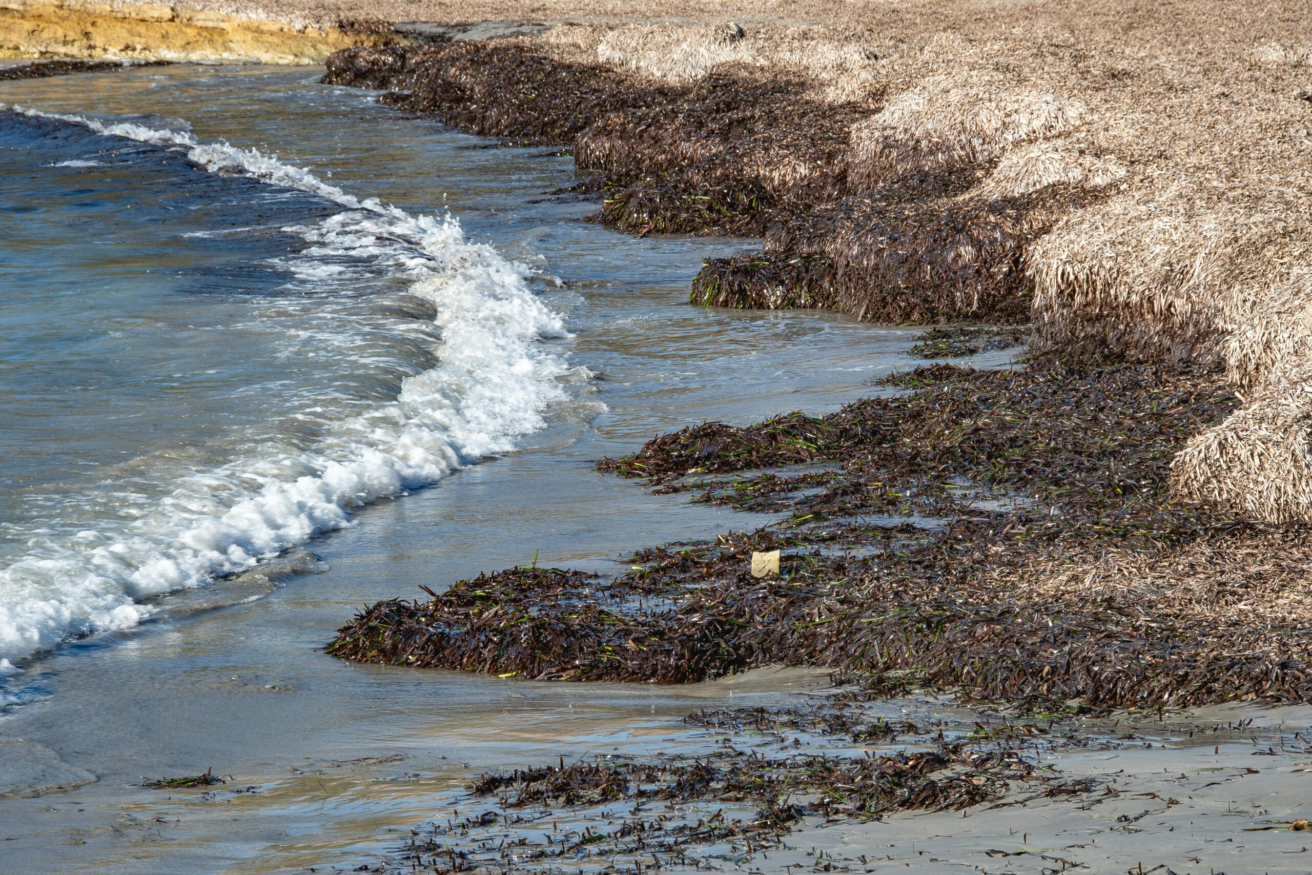 seaweed ocean waves