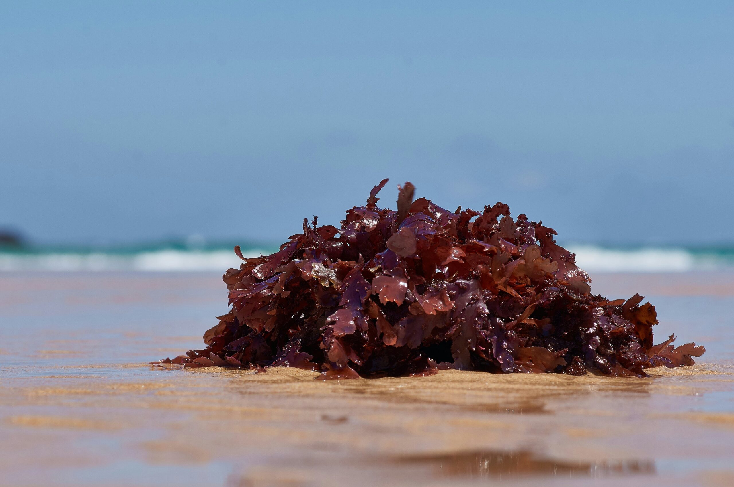 Close-up of skincare ingredients including organic seaweed extract