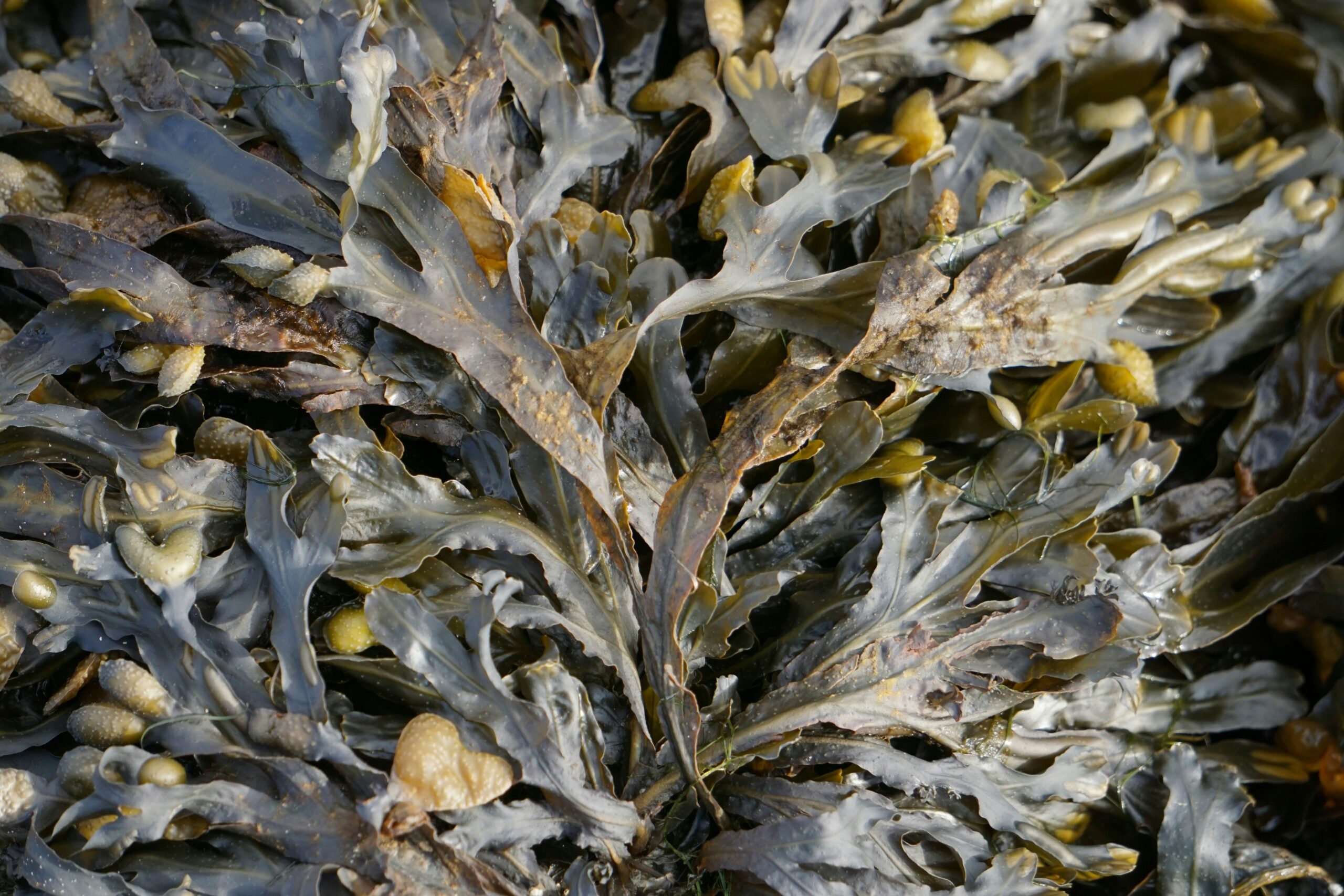 Infographic showing nutrients found in seaweed species