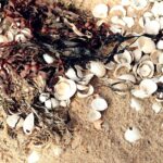 natural seaweed extracts