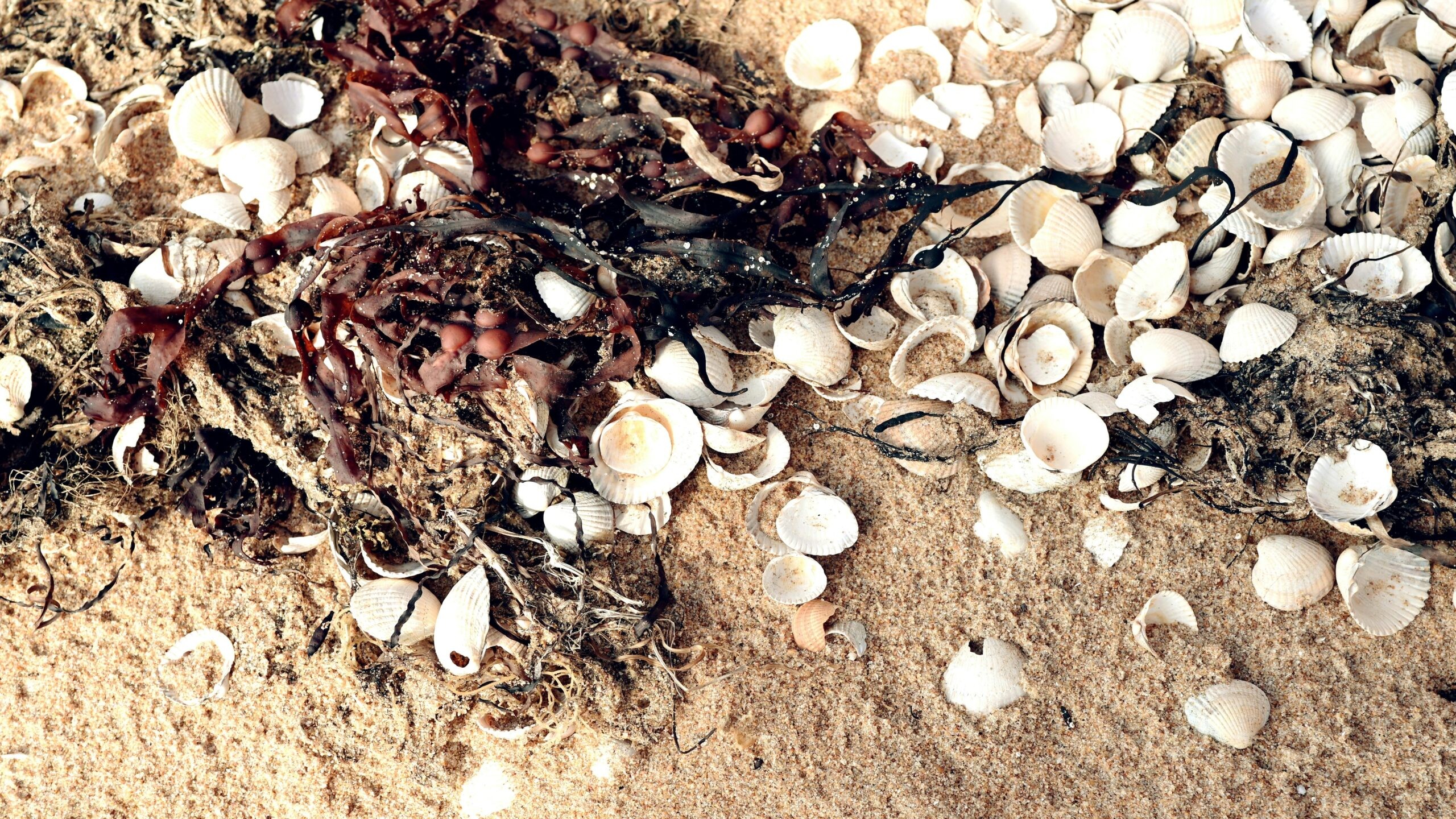 natural seaweed extracts