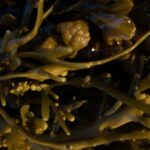 organic seaweed skincare