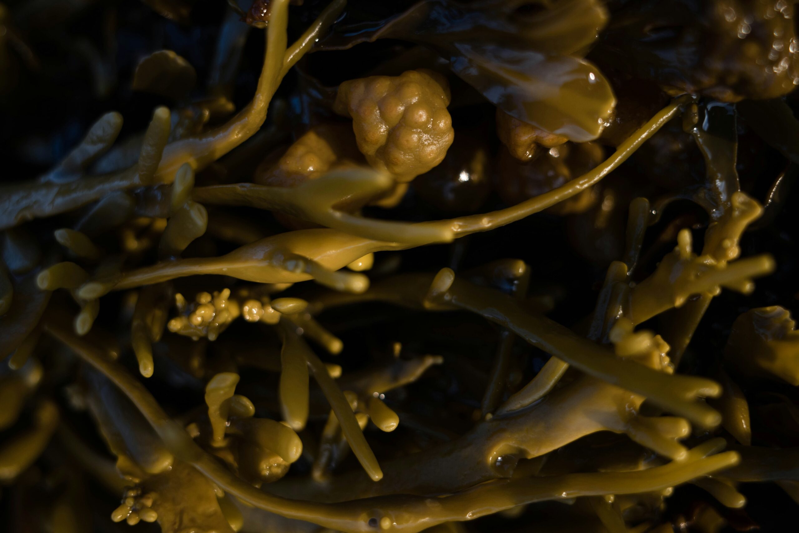 organic seaweed skincare