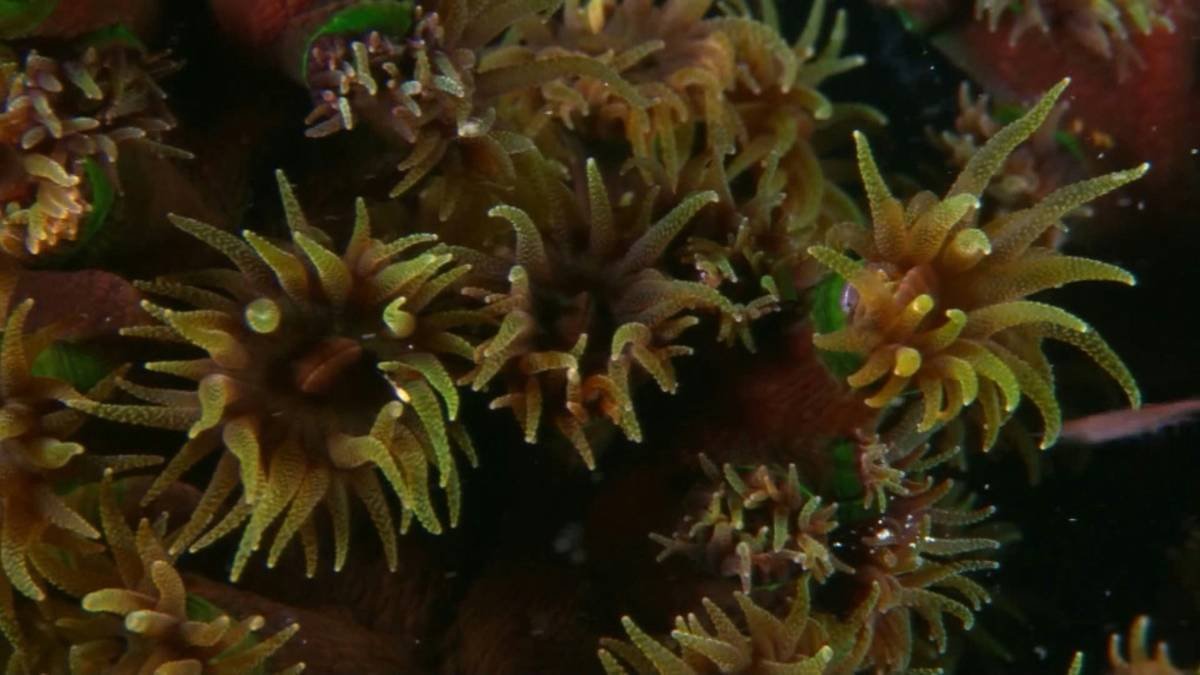 Close-up image showing various forms of marine flora extracts used in skincare.