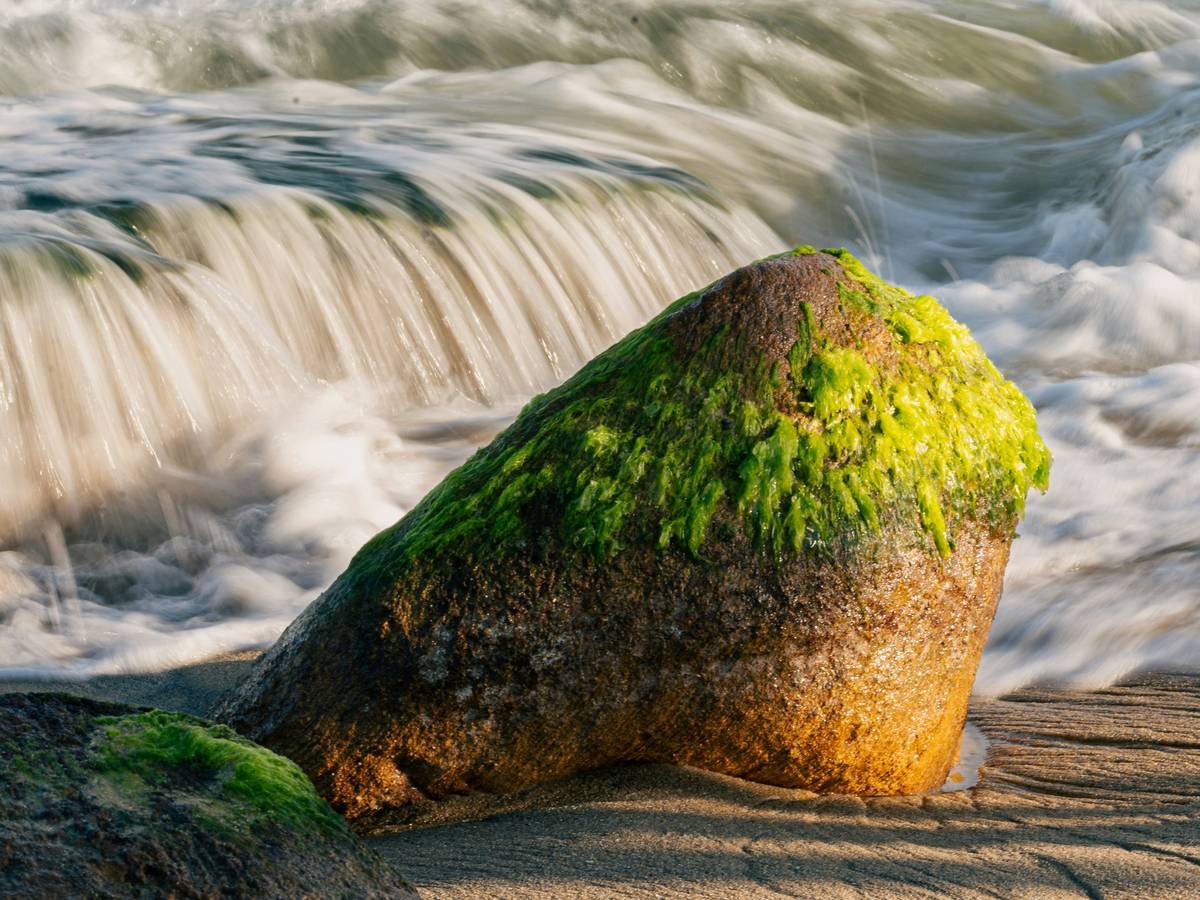 Comparison photo highlighting improvement in skin texture and redness after using marine flora-based cream.