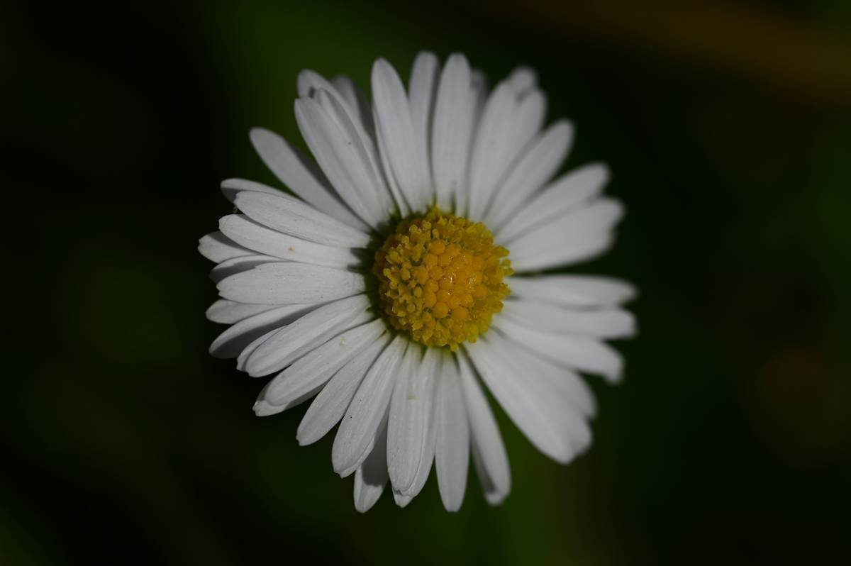 Jar of seaweed-based facial serum placed next to dried seaweed leaves