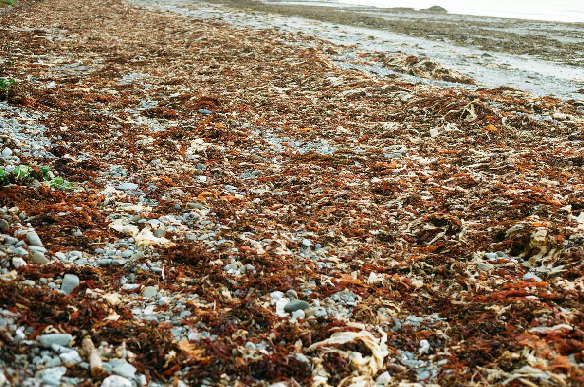 Seaweed Detox Benefits: Why Organic Seaweed Is a Game-Changer for Your Skin