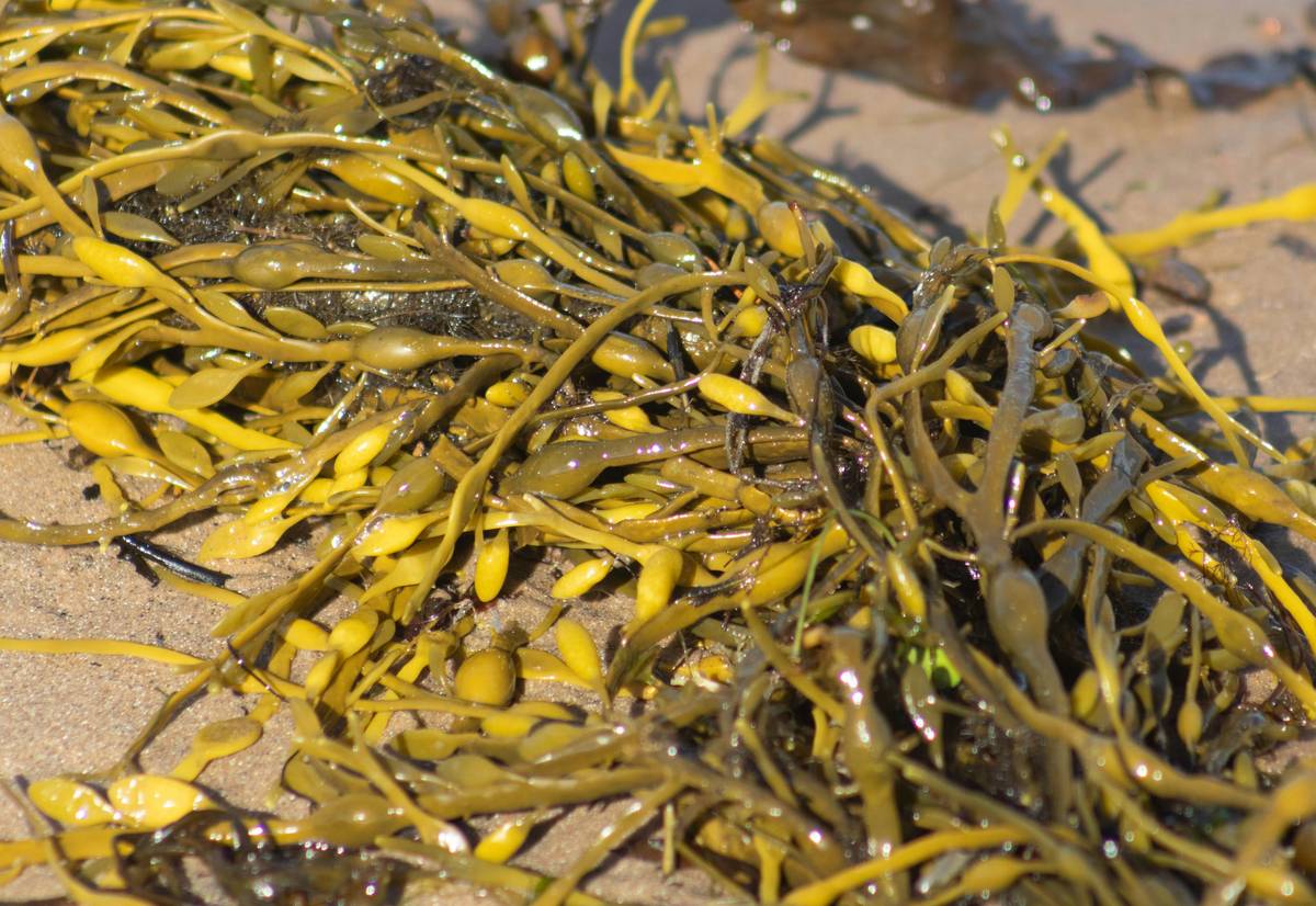 The Sea Moss Plant: Your Secret Weapon for Organic Beauty & Skincare