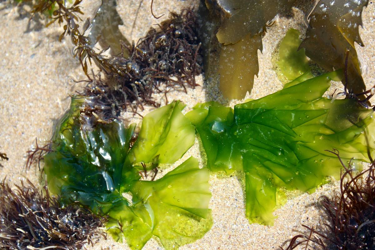 Unlock Radiant Skin with Natural Seaweed Energy: The Secret to Organic Beauty