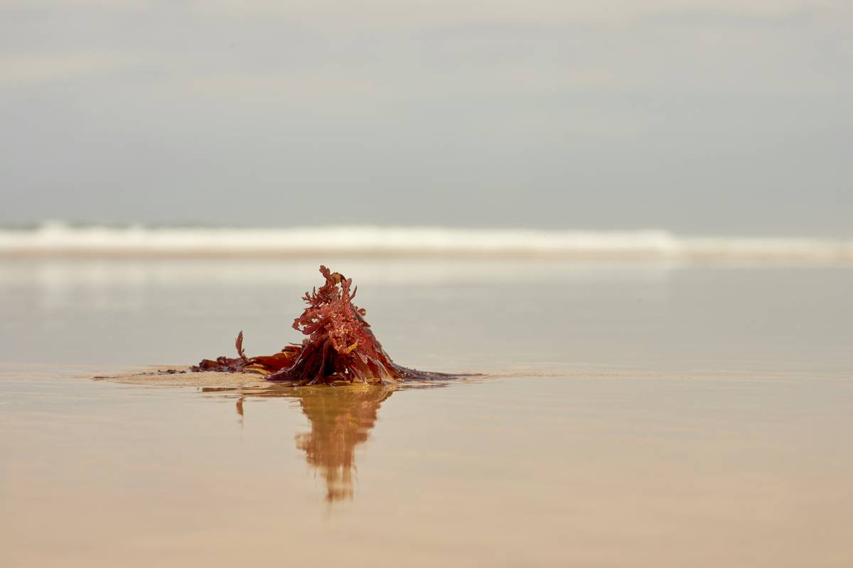 A close-up image of dried organic kelp strands on a white background