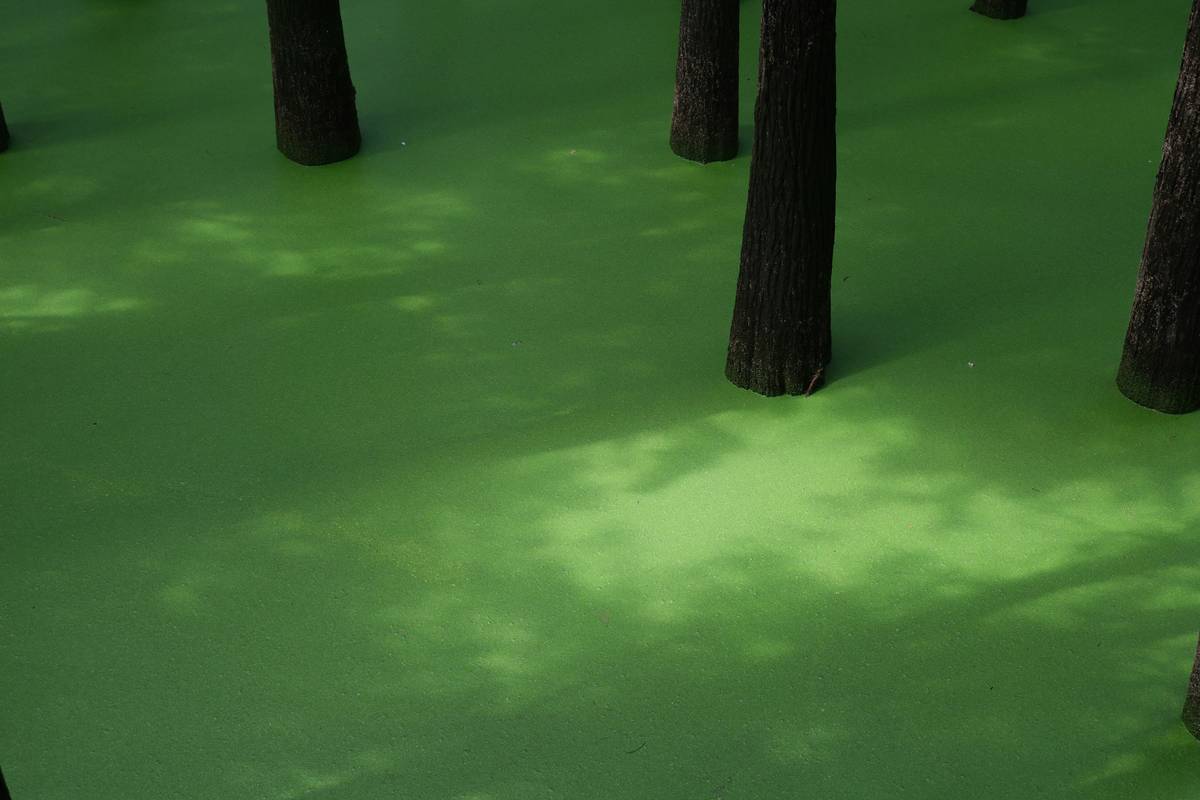 A close-up image of vibrant green sea lettuce floating in clear water