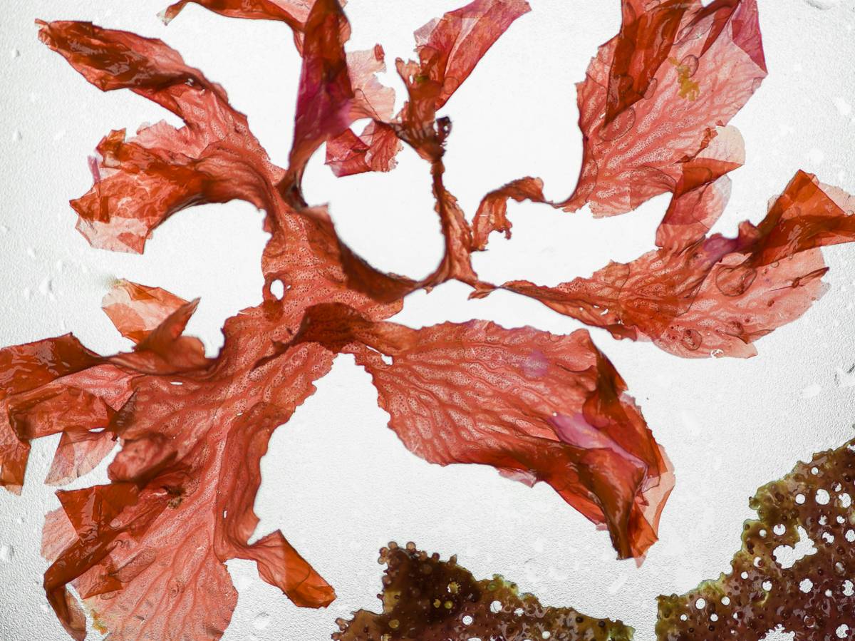 A flat lay photo featuring organic skincare products containing wakame algae