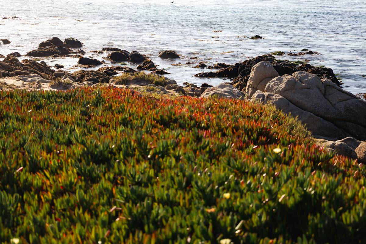 Bladderwrack: The Underrated Organic Seaweed Superstar in Natural Beauty