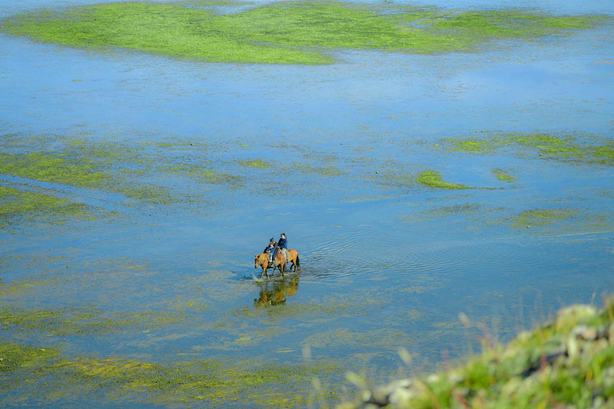 Caulerpa Boost: Unlock the Secret to Glowing Skin with Organic Seaweed