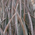 The Untold Benefits of Chlorella Supplement: Why Organic Seaweed is Your Skin’s New BFF