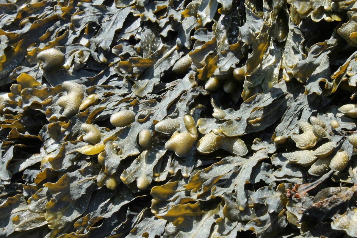 What Are the Beauty Benefits of Hypnea Pill? Your Guide to Organic Seaweed Skincare