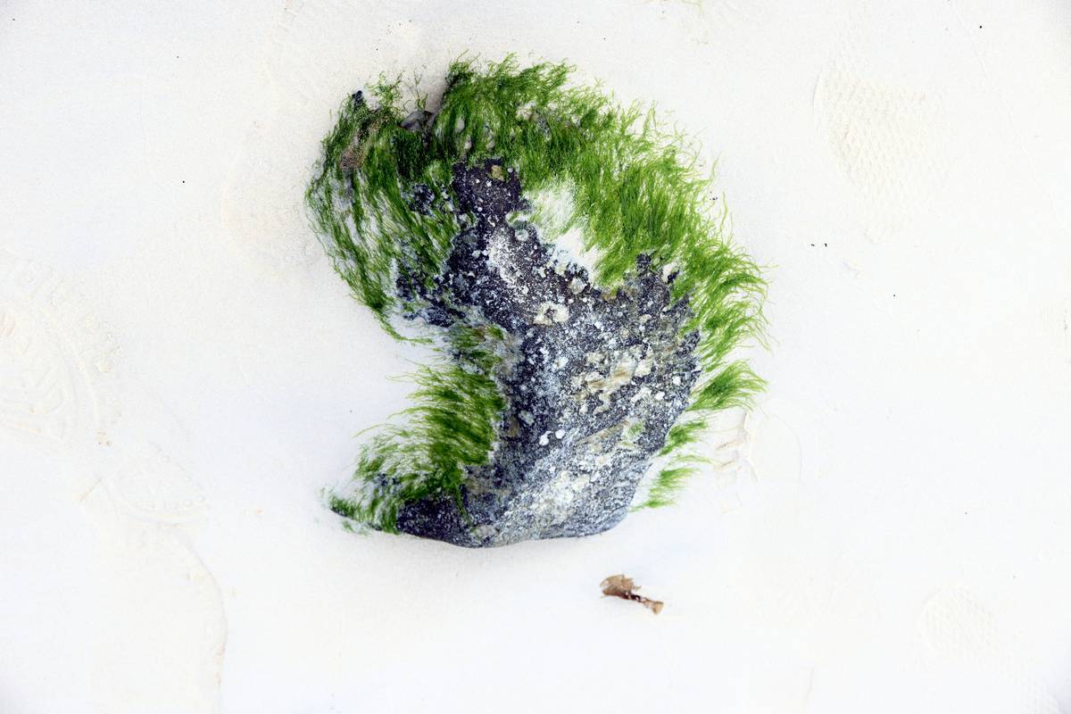 Why Acetabularia Food is the Secret Ingredient Your Organic Seaweed Skincare Routine Needs