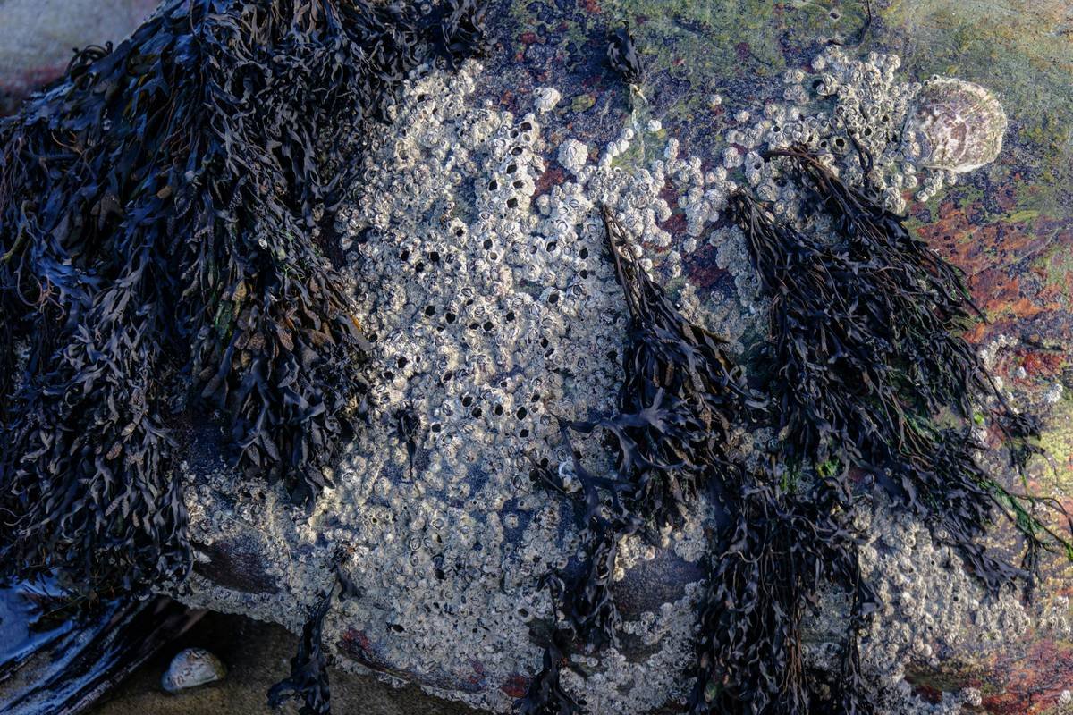 Unlocking the Power of Ulothrix Nutrient: The Secret to Organic Seaweed Beauty