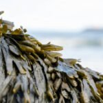 The Ultimate Guide to Wakame Pill: Unlocking the Power of Organic Seaweed for Radiant Skin