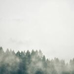 Unlock Radiant Skin with Nori Supplement: The Ultimate Guide to Organic Seaweed Beauty