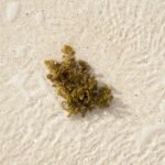 Unlocking the Power of Porphyra Algae: Your Ultimate Guide to Organic Skincare