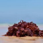 Why Wakame Superfood is the Secret Ingredient Your Skincare Routine Needs