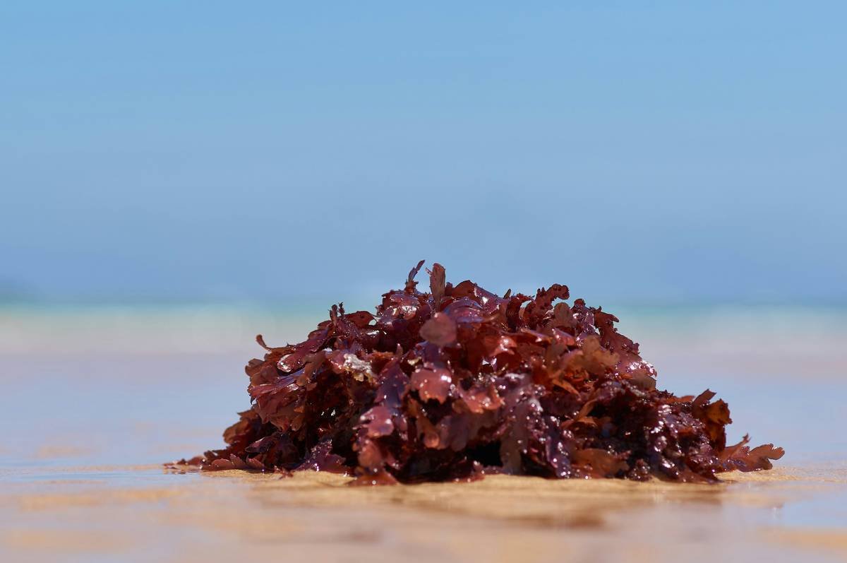 Why Wakame Superfood is the Secret Ingredient Your Skincare Routine Needs