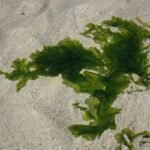 Unlocking the Power of Gracilaria Plant: Your Ultimate Guide to Organic Seaweed Skincare