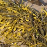 Ascophyllum: The Underrated Seaweed Superstar in Your Organic Skincare Routine
