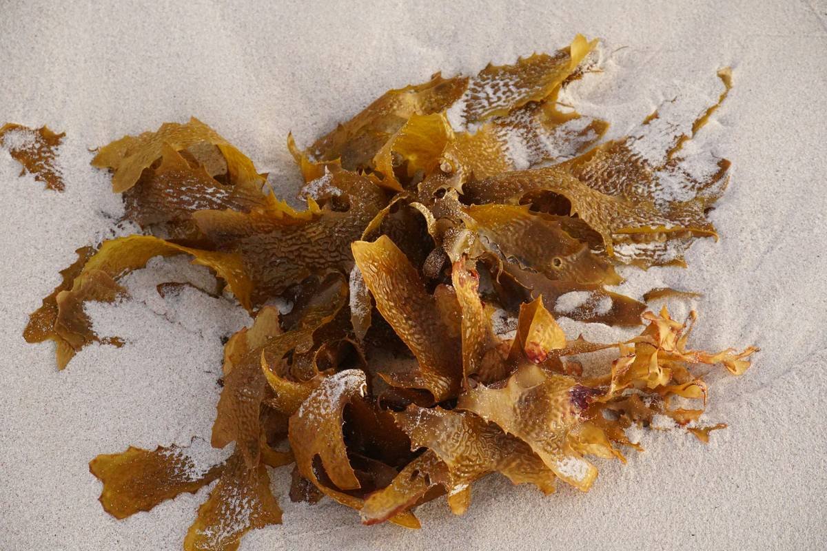 Bar chart comparing iodine, calcium, and magnesium content in arame vs. kelp vs. wakame seaweeds