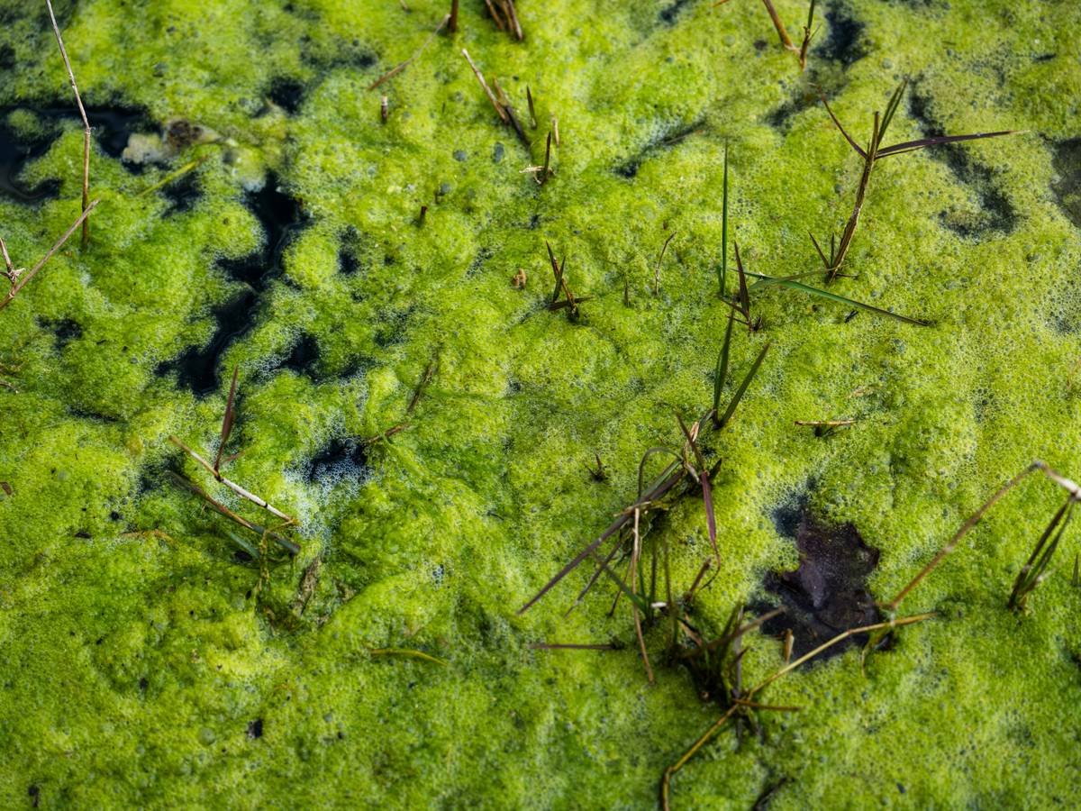 Bar chart showing 47% increase in skin hydration after 28 days of sea lettuce extract use vs. placebo, based on Journal of Applied Phycology 2021 study