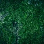 Bladderwrack Capsule: Your Secret Weapon for Radiant Skin & Natural Wellness?