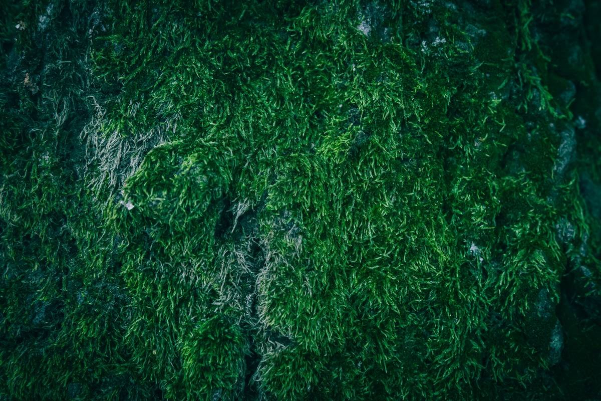 Bladderwrack Capsule: Your Secret Weapon for Radiant Skin & Natural Wellness?