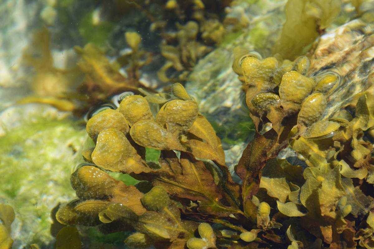 Comparison chart showing iodine, fucoidan, and mineral content in bladderwrack vs. other seaweeds like kelp and nori