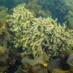 Gracilaria Plant: The Ocean’s Secret to Radiant, Organic Skincare (Backed by Science)