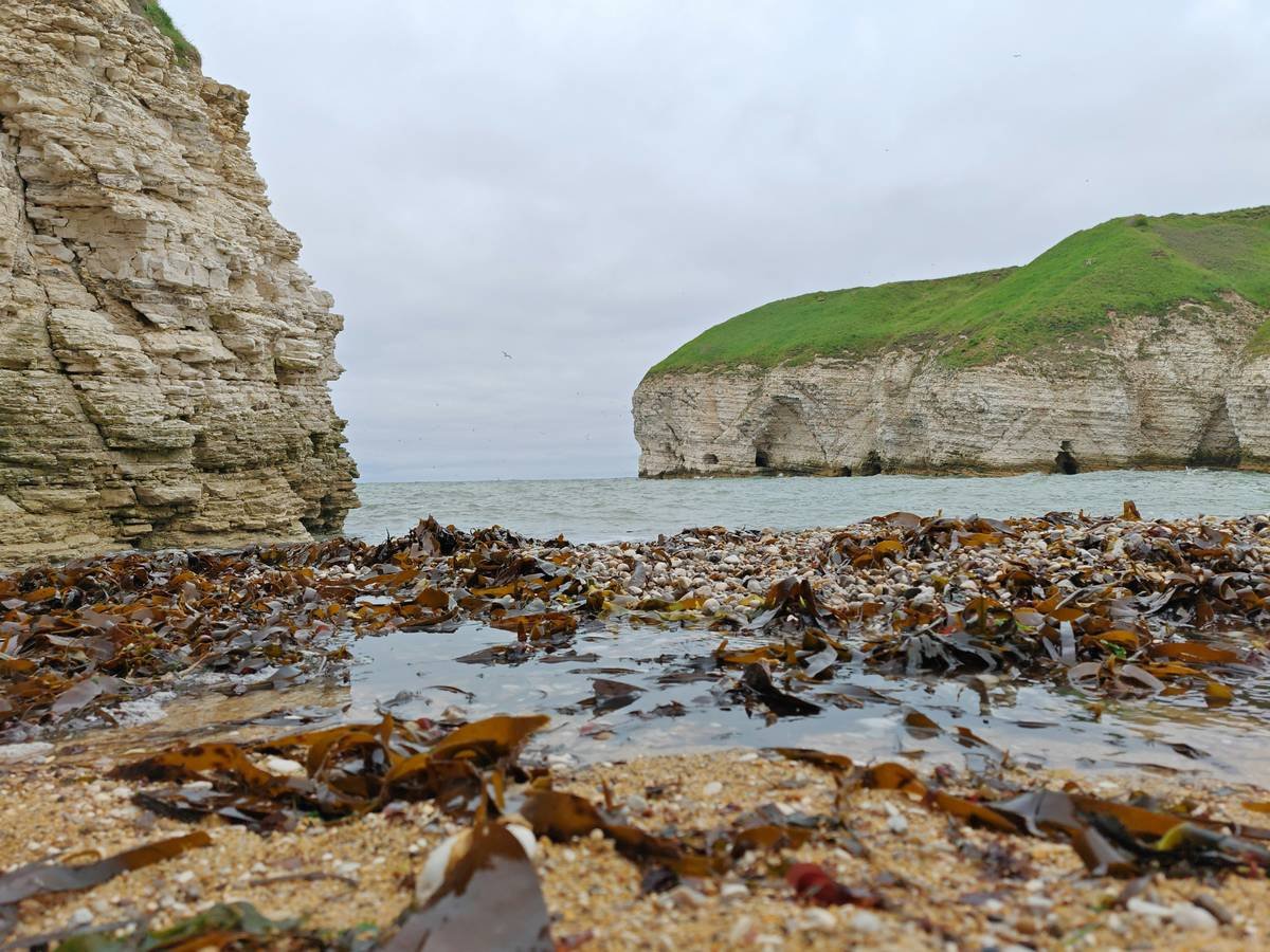 Infographic showing gelidium marine's molecular structure vs. hyaluronic acid, highlighting superior water retention and barrier-supporting properties