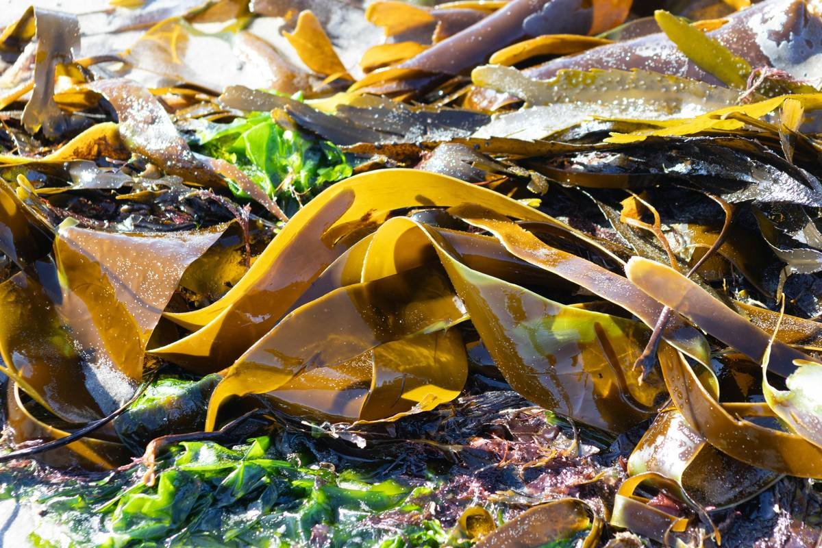 Infographic showing how fucoidan from brown seaweed supports skin hydration, reduces inflammation, and boosts collagen synthesis via internal supplementation