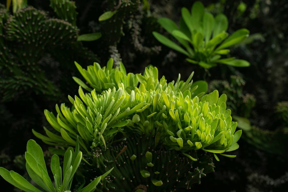 Infographic showing kappaphycus plant benefits: hydration, anti-inflammatory, barrier support, antioxidant protection