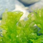 Irish Moss Food: The Ocean’s Secret Superfood for Glowing Skin & Gut Health
