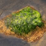 Porphyra Algae: The Ocean’s Secret to Radiant, Organic Skin (Backed by Science)