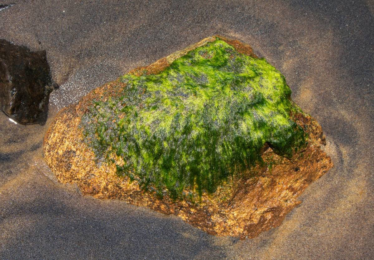 Porphyra Algae: The Ocean’s Secret to Radiant, Organic Skin (Backed by Science)