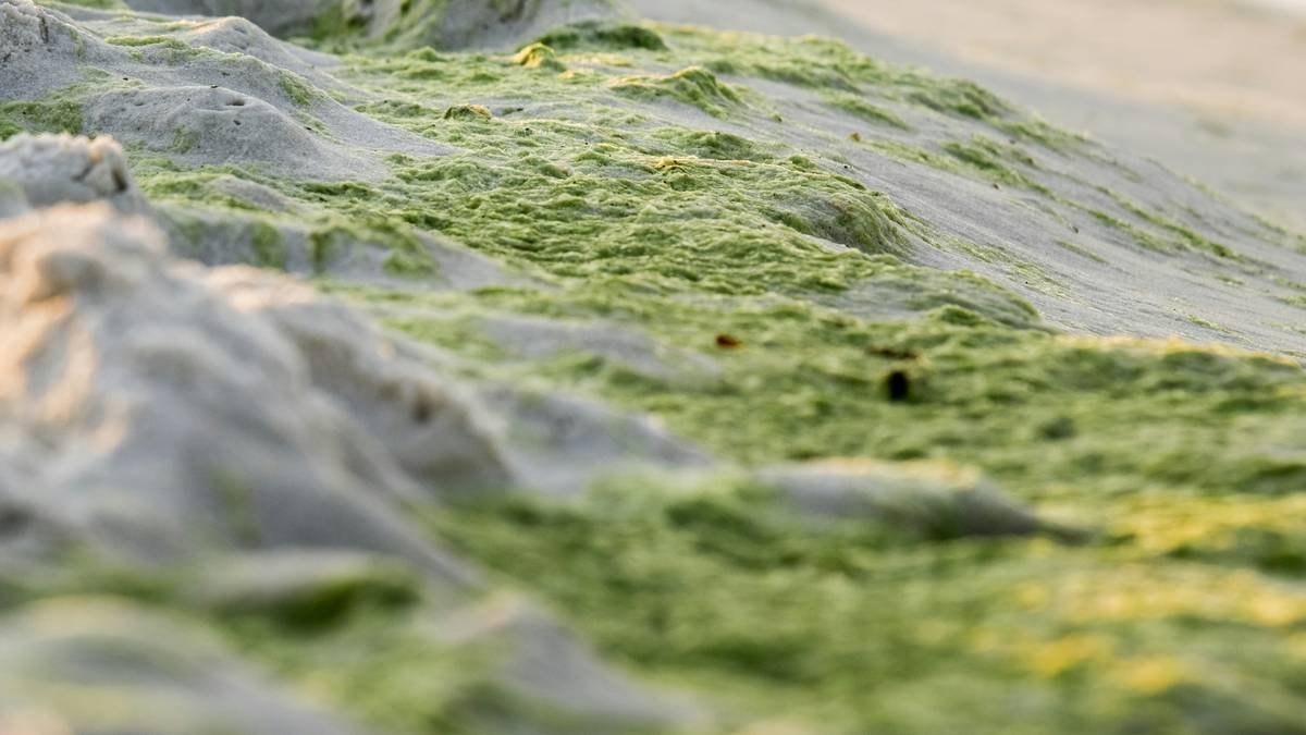 Scientific chart comparing porphyra algae's key compounds: porphyran, MAAs, minerals vs. generic seaweed extract