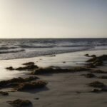 Sea Lettuce Super: Why This Under-the-Radar Seaweed Is Your Skin’s New Best Friend