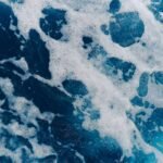 Ulva Nutrient: The Ocean’s Secret to Glowing, Resilient Skin (Backed by Science)