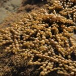 Ulva Plant: The Ocean’s Secret to Glowing, Natural Skin (Backed by Science)