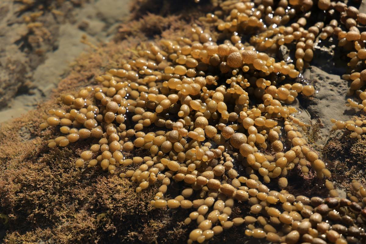 Ulva Plant: The Ocean’s Secret to Glowing, Natural Skin (Backed by Science)