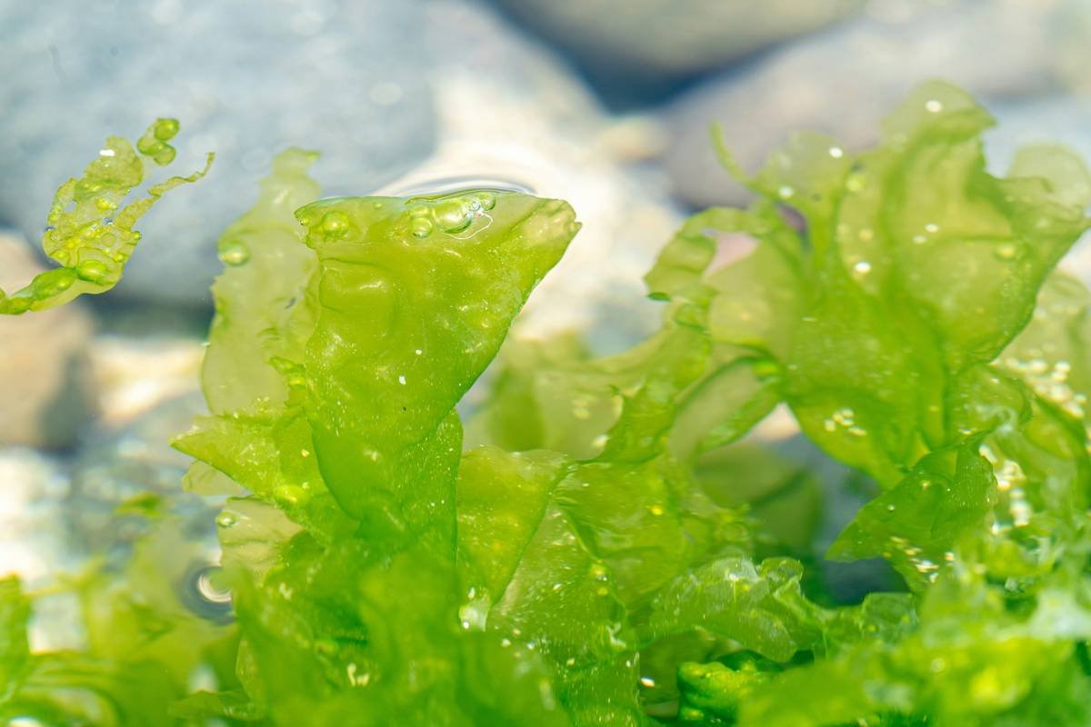 What Is a Hijiki Pill? The Organic Seaweed Supplement Beauty Experts Won’t Stop Talking About