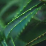 Why Eucheuma Seaweed Is the Underrated Powerhouse in Your Organic Skincare Routine