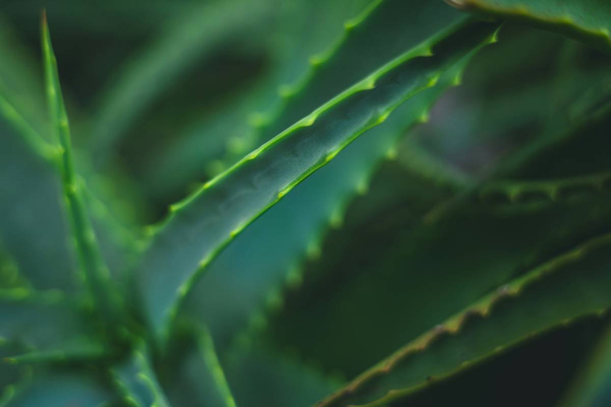 Why Eucheuma Seaweed Is the Underrated Powerhouse in Your Organic Skincare Routine